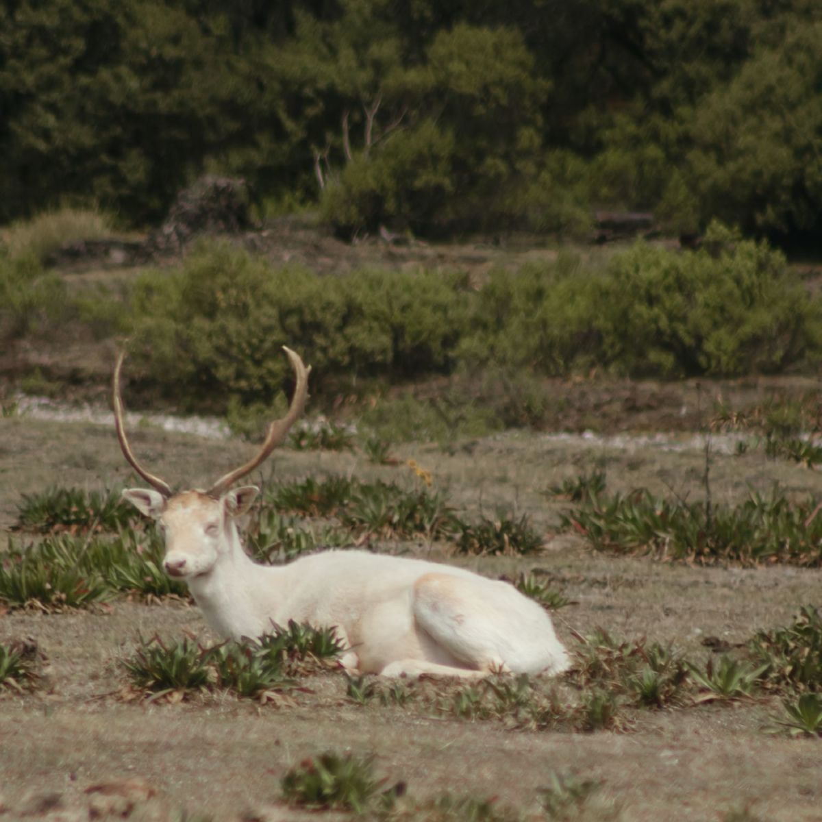 Animales libres en Valle Alegre