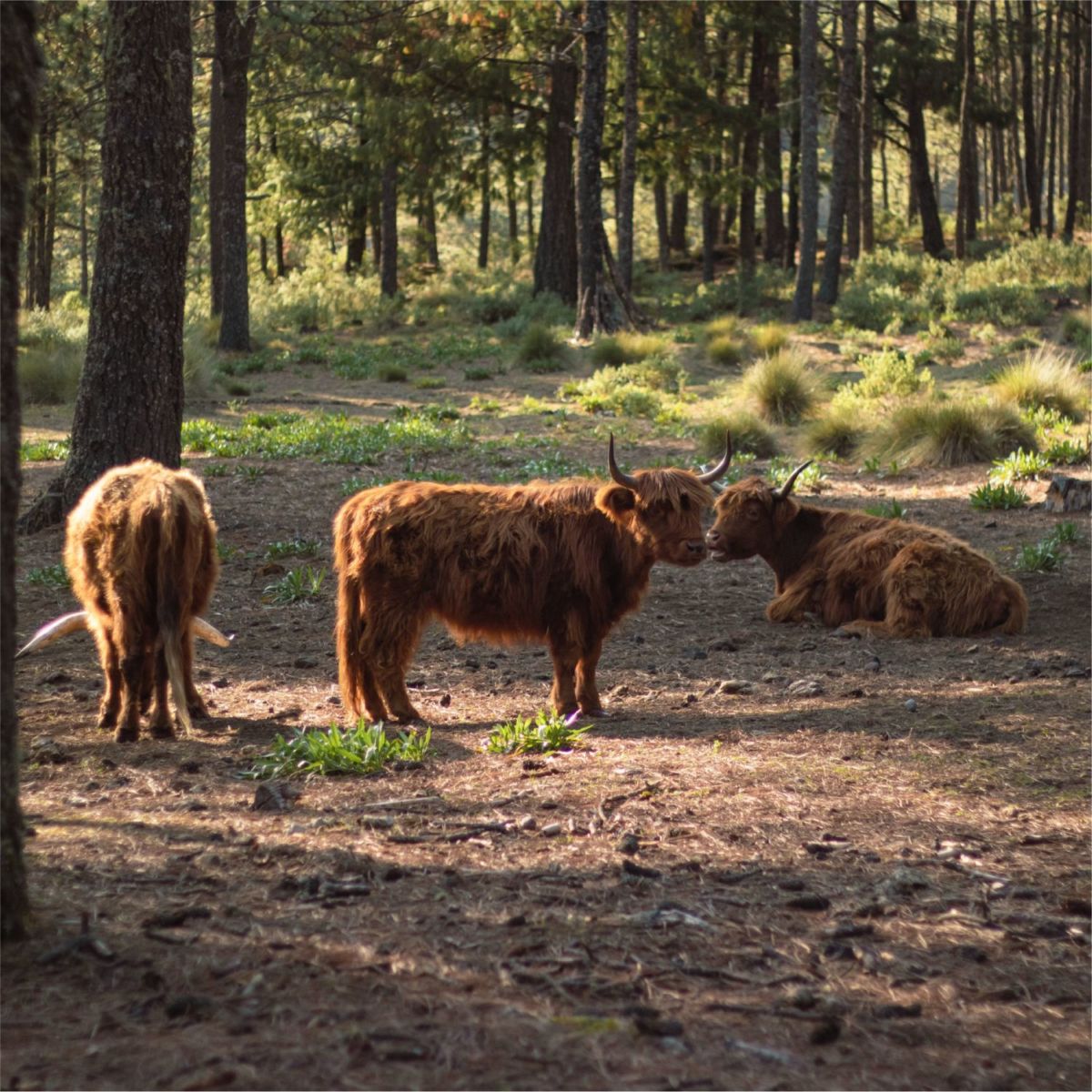 Ganado escocés en Veracruz