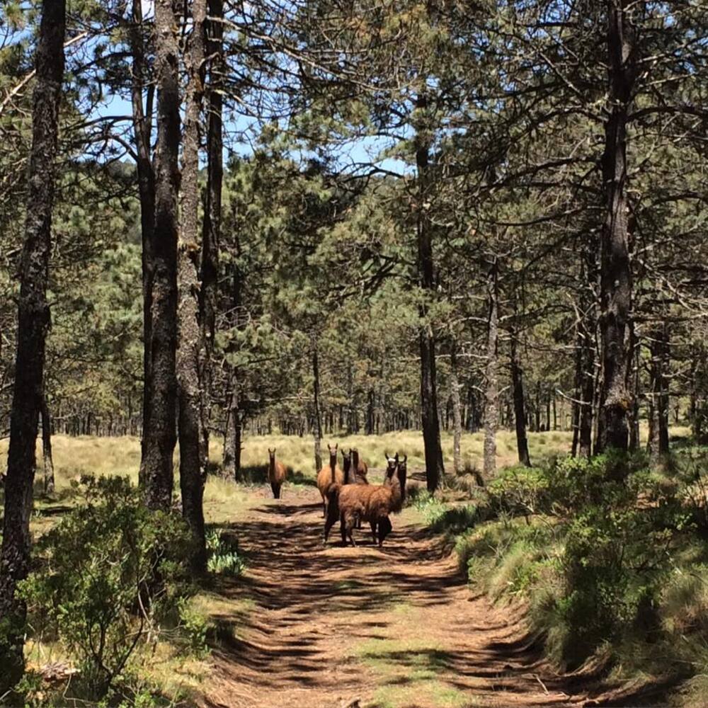 Animales libres en Valle Alegre