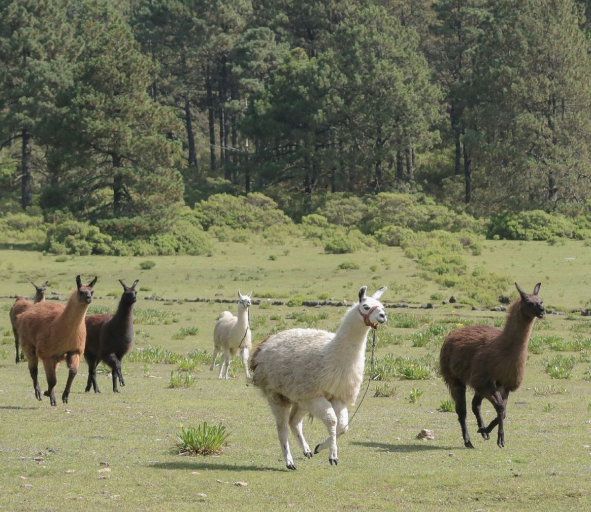 Este podría ser el lugar más bonito para acampar con animalitos libres en todo el parque y a solo $200 pesos