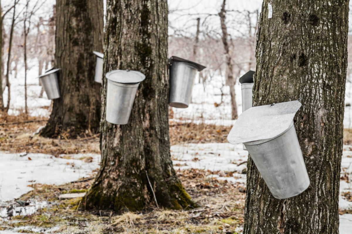 recoleccion de la sabia del maple
