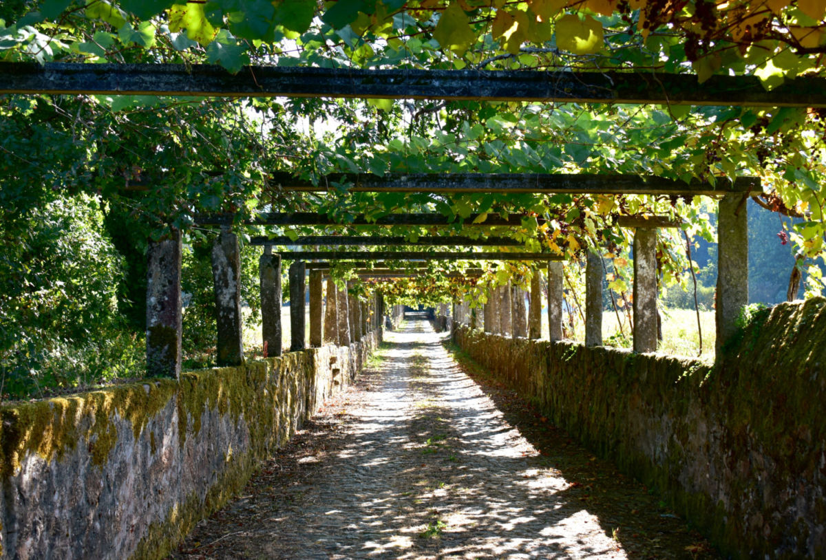 Plantíos de Albariño en Rías Baixas, Galicia.