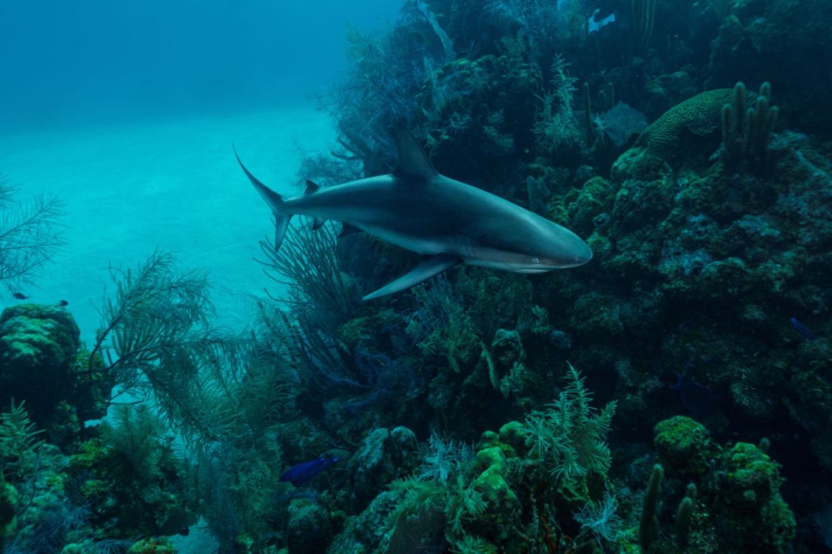 cueva submarina 