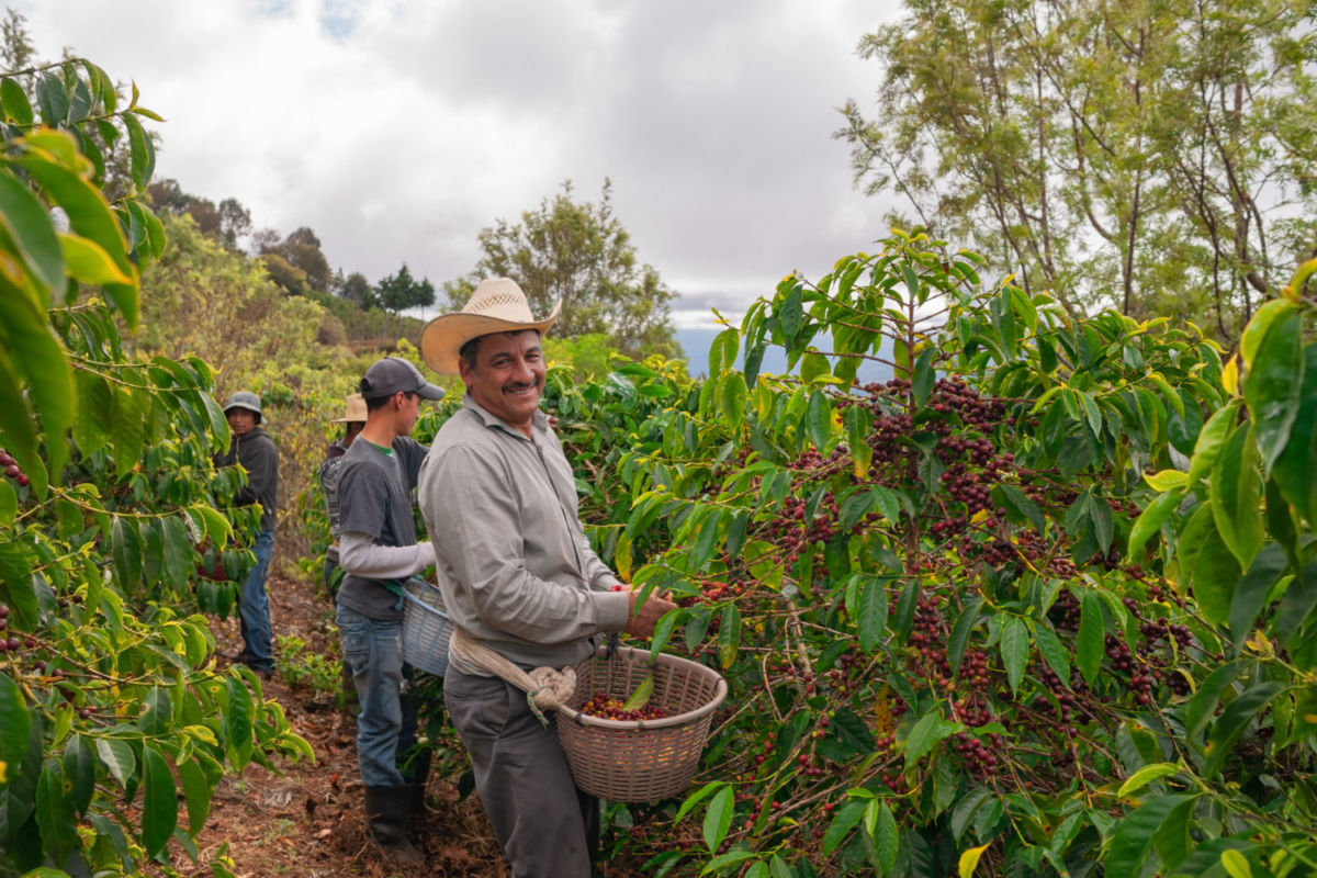 El café arábico es el más consumido en México 