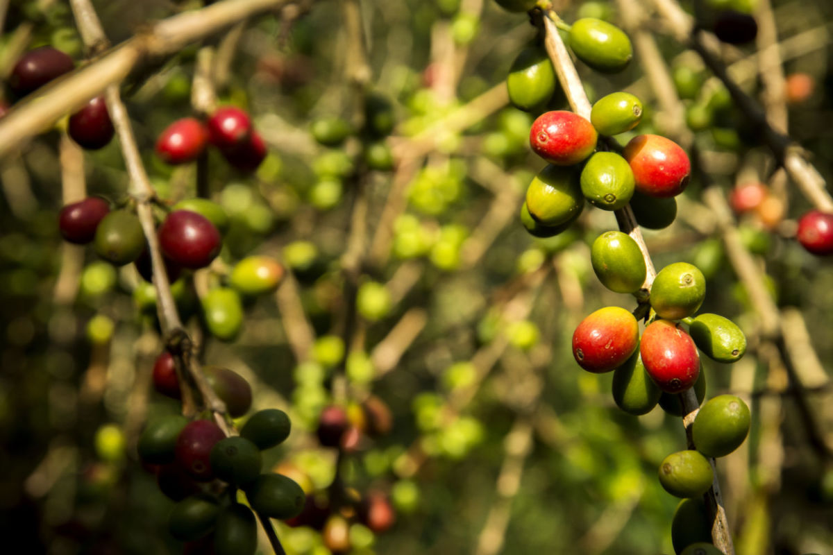 estados cafetaleros en México 