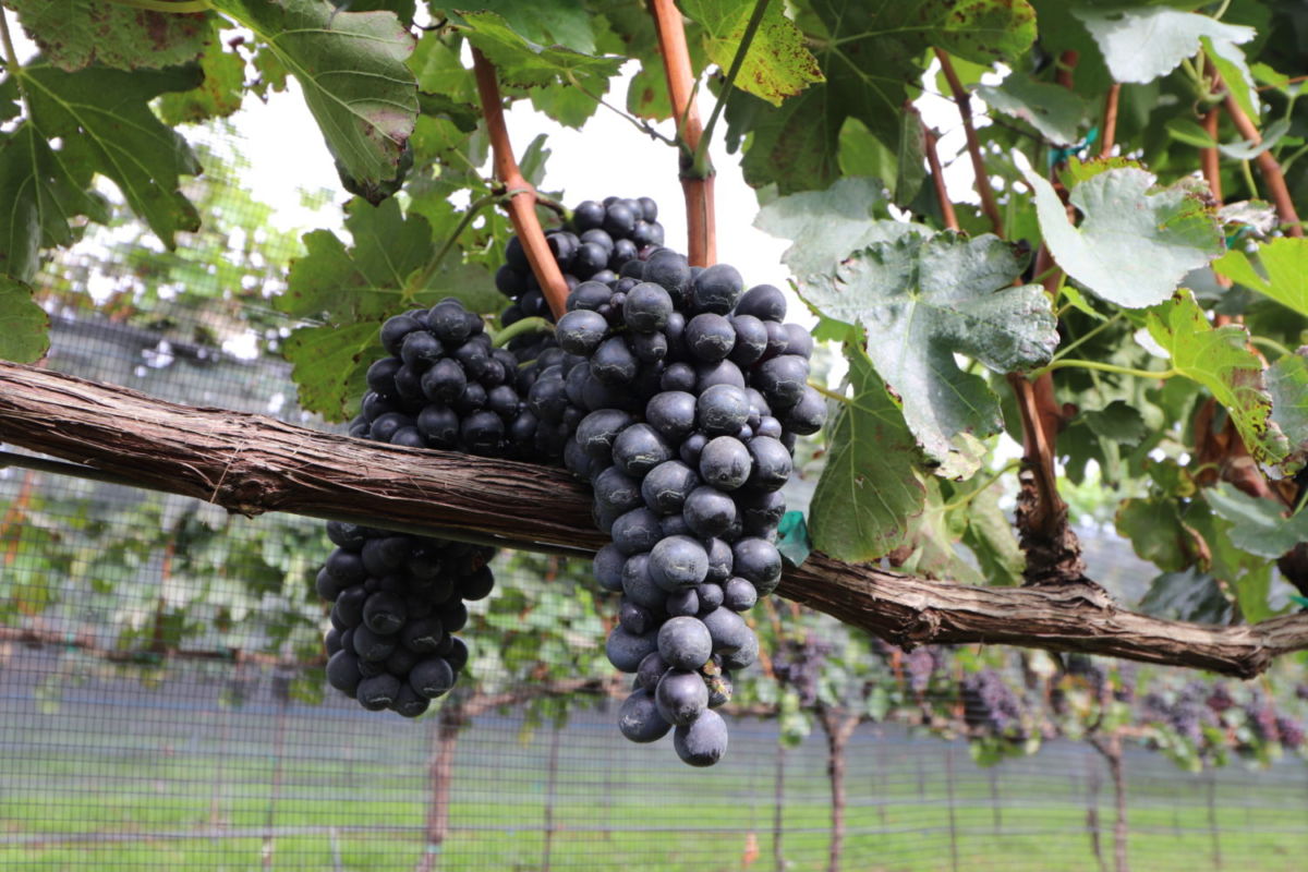 Finca La Estramancia 