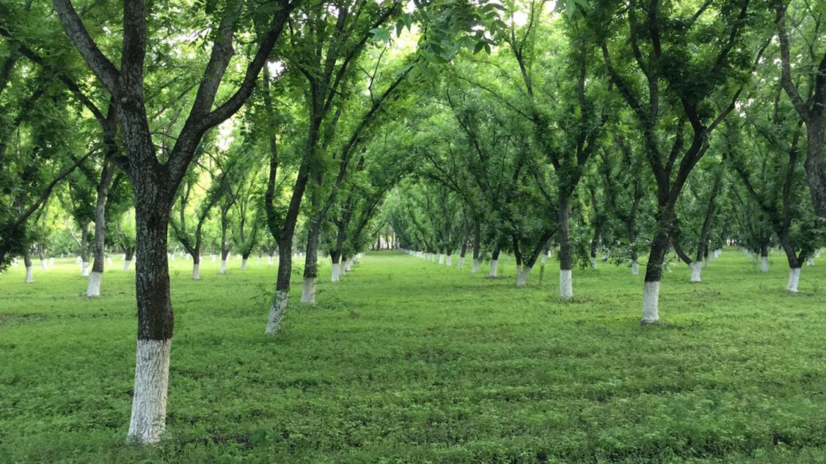 La Nogalera en Jalpa de Cánovas 