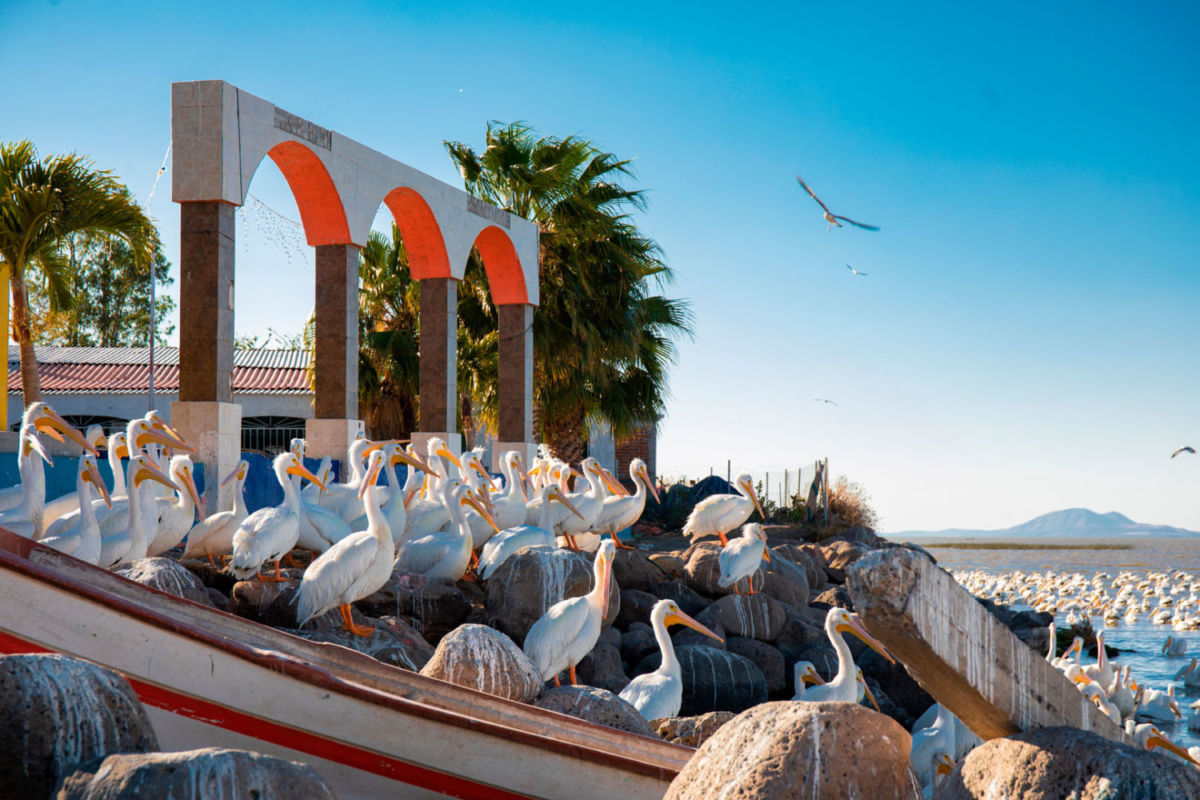 No solo mariposas monarcas, los pelícanos también migran a este pueblito de Michoacán que merece que lo visites