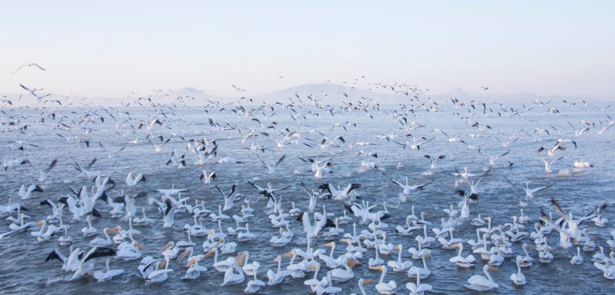 Pelícanos en el Lago de Chapala