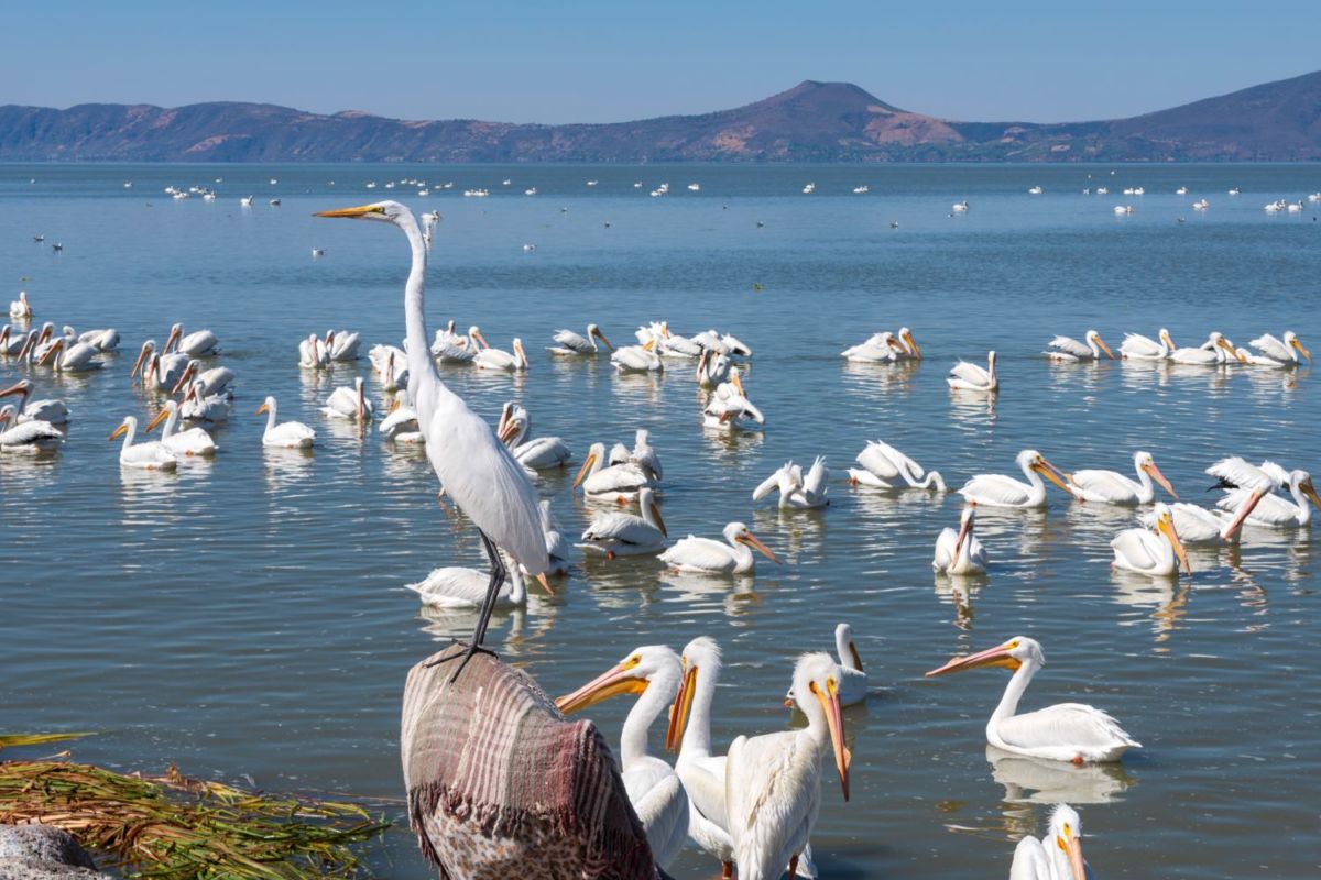 Pelícanos en el Lago de Chapala en Petatán, Michoacán