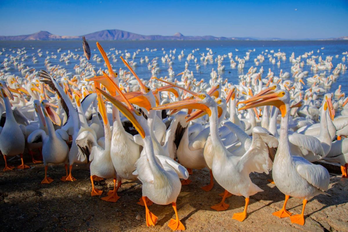 Pelícanos Borregones en el Lago de Chapala 