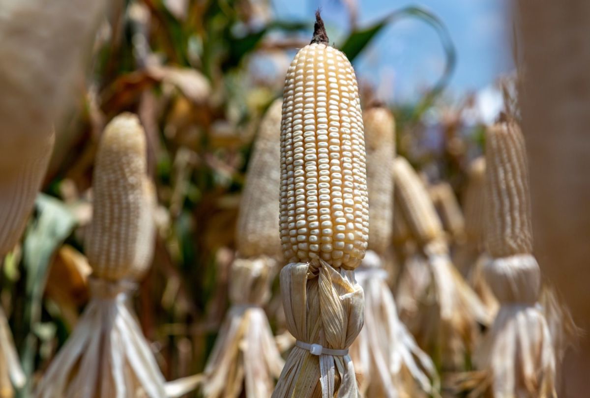 El maíz era el alimento más consumido en la época prehispánica 