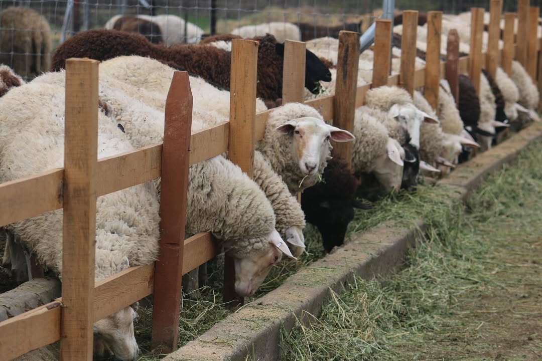 Ovejas productoras de queso en Querétaro. 