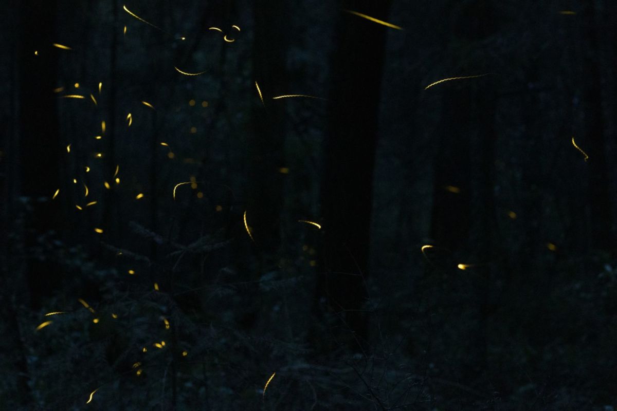 Santuario de Las Luciérnagas en Tlaxcala