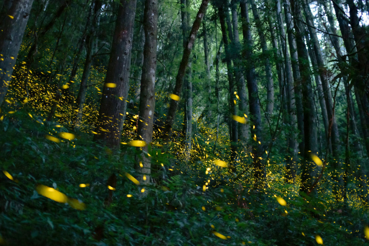 Junio trae el espectáculo natural más mágico: el avistamiento de luciérnagas a solo una hora y media de la CDMX