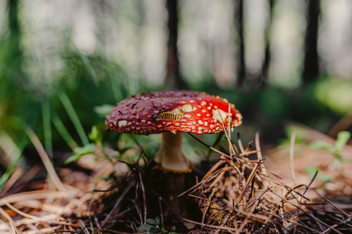 Temporada de hongos en el Santuario de las Luciérnagas 