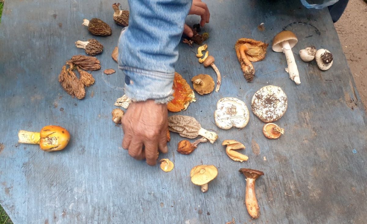 Temporada de hongos en el Santuario de las Luciérnagas