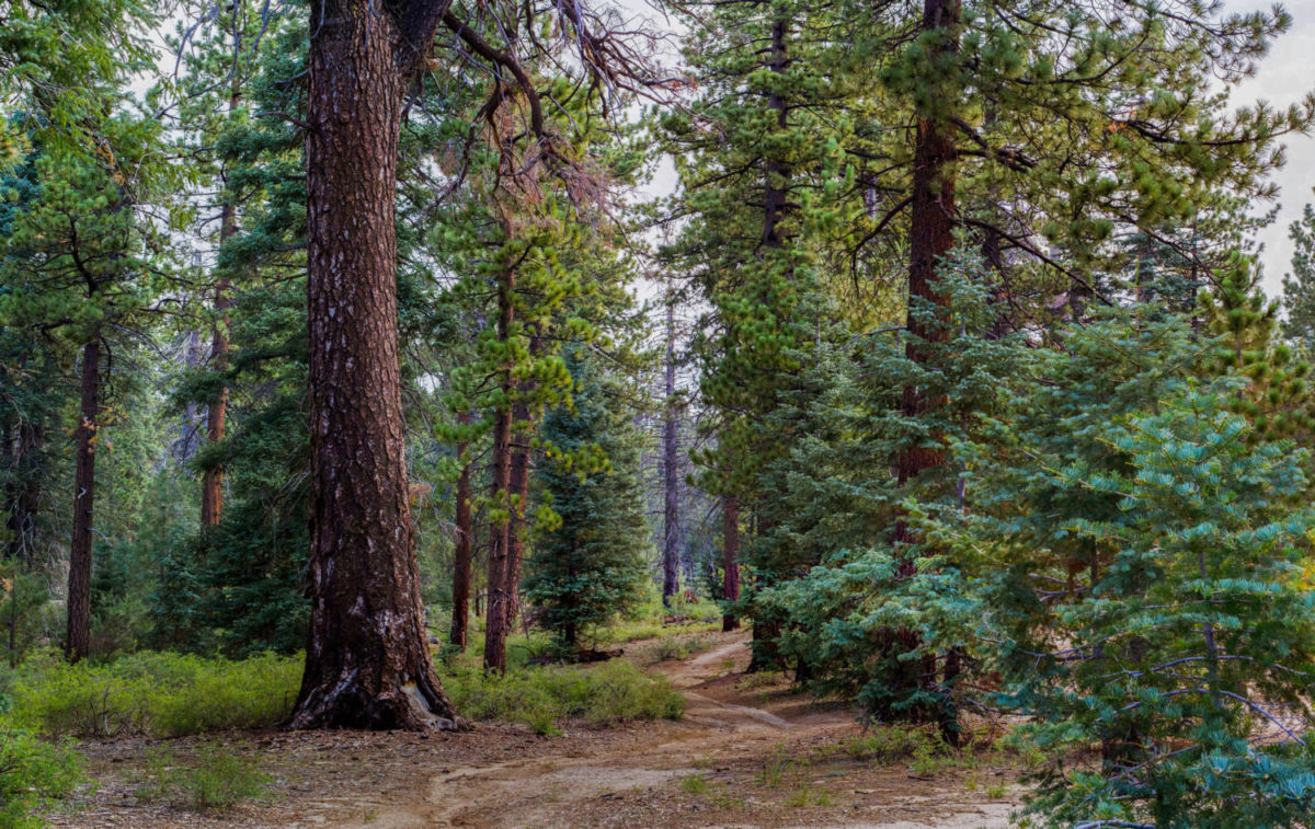 La Sierra De San Pedro Mártir se ubica en Baja California Norte 