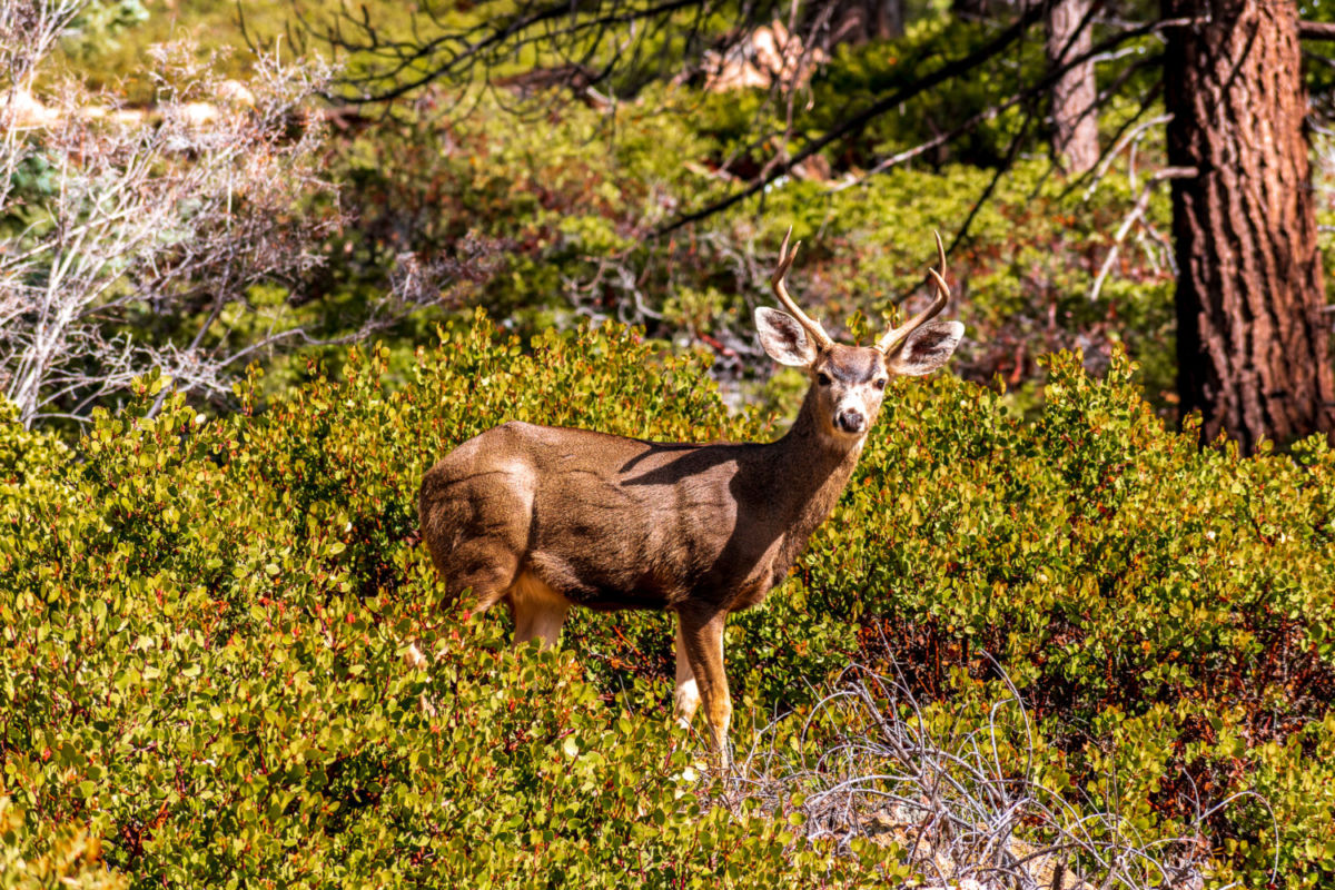 Fue el primer parque natural en Baja California, decretado así en 1947