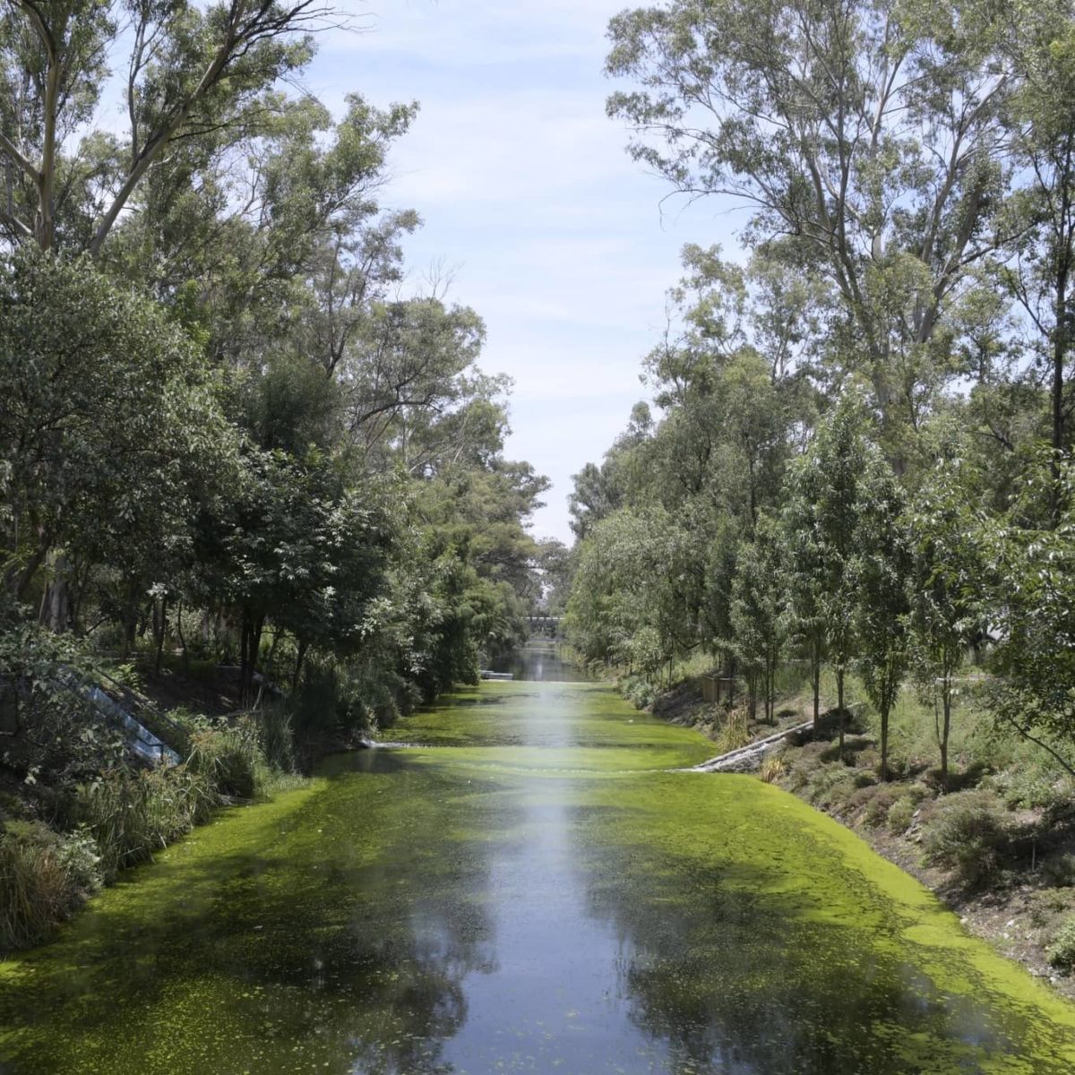 No es una pintura del siglo XIX: puedes visitar este parque urbano con un gran canal en la CDMX