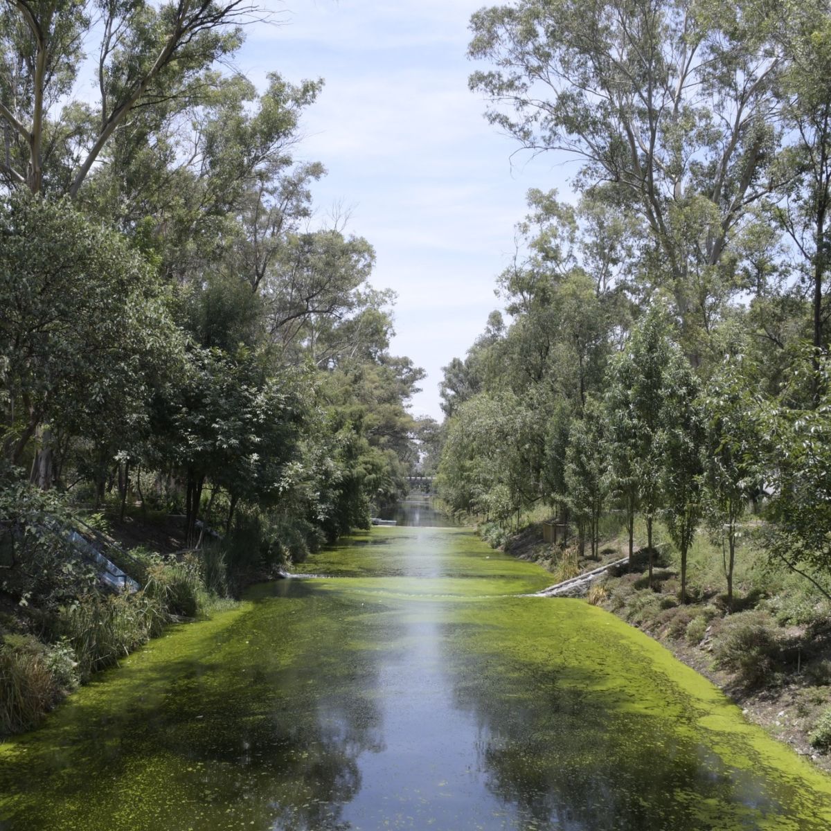 canal nacional cdmx