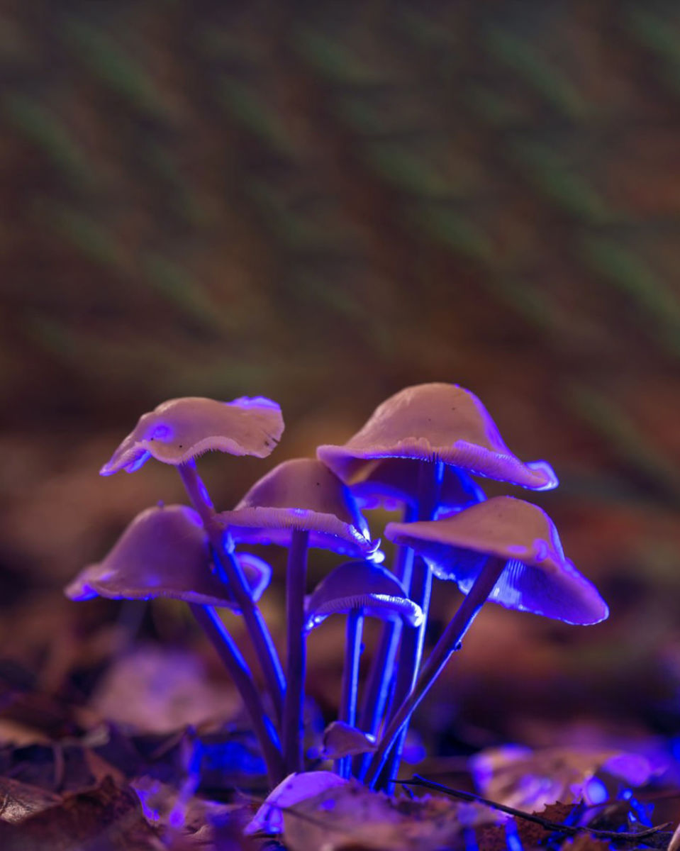 Bosque fluorescente en Querétaro