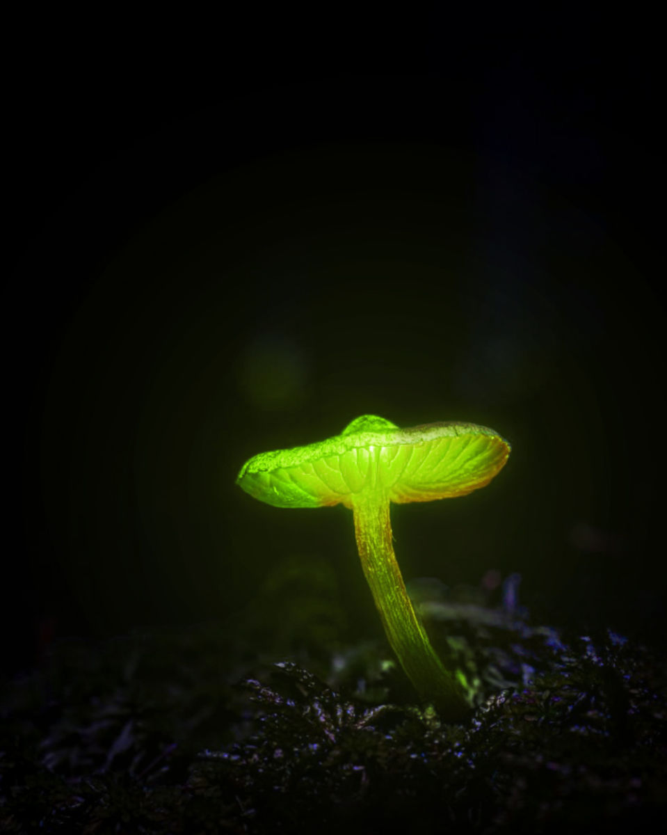Bosque fluorescente en Querétaro