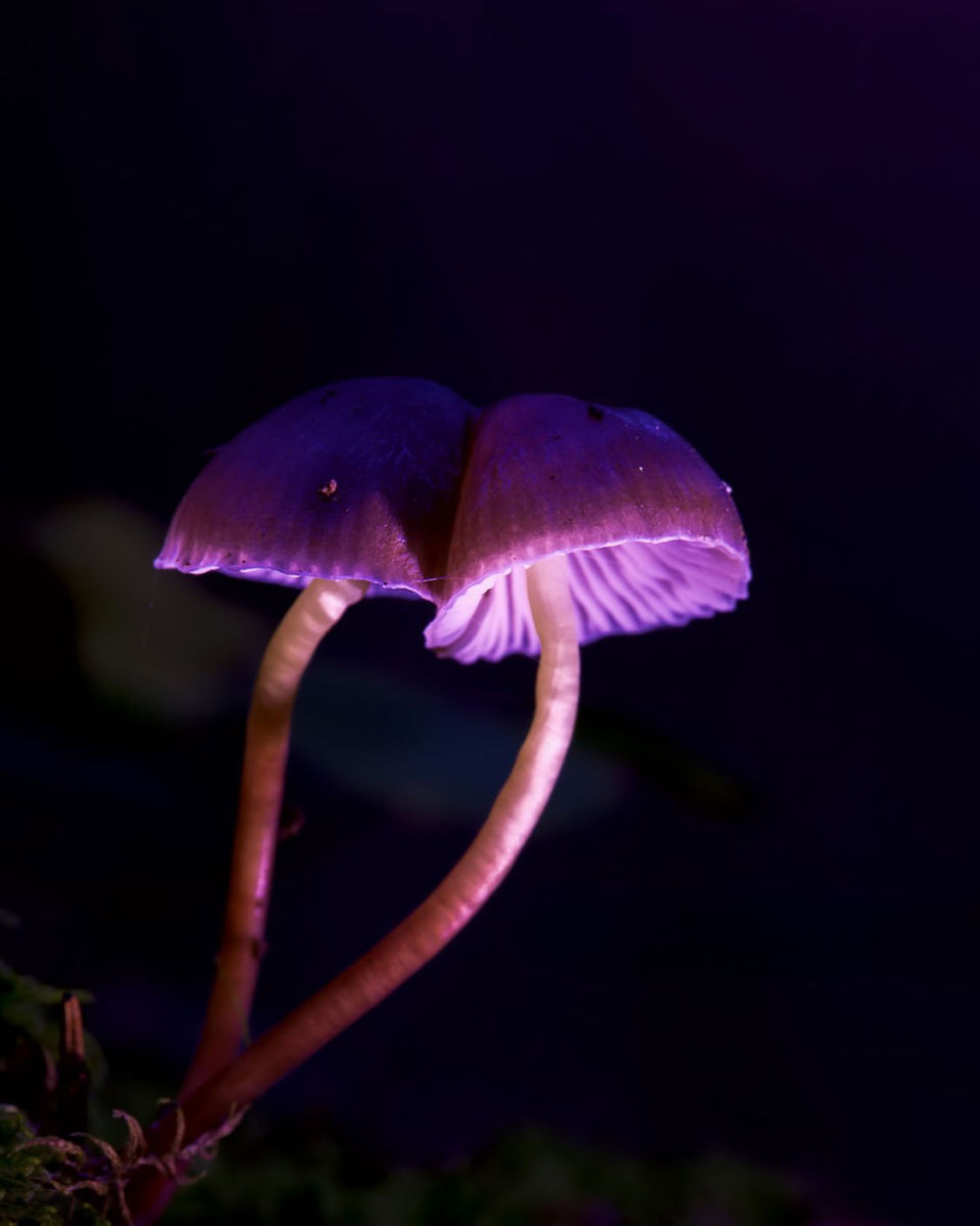 Bosque fluorescente en Querétaro