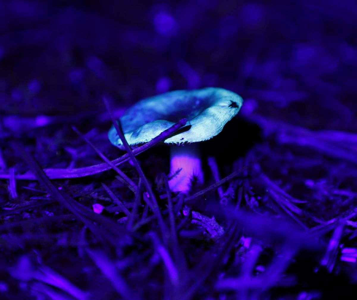Bosque fluorescente en Querétaro