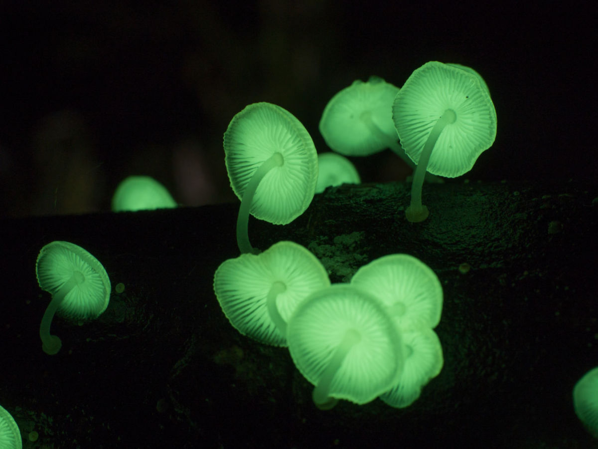 ¿Sabías que en Querétaro hay un bosque fluorescente? Hay un tour nocturno que te lleva a conocerlo y esta temporada es la mejor para visitarlo
