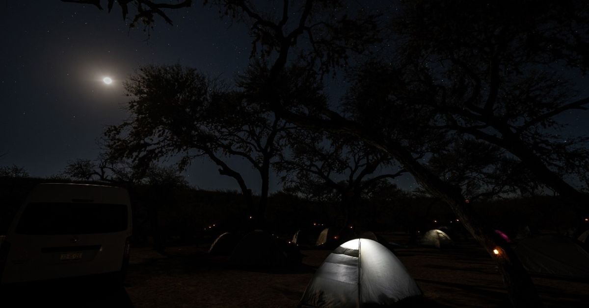Bosque fluorescente en Querétaro