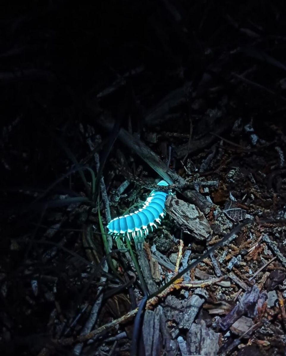 Bosque fluorescente en Querétaro