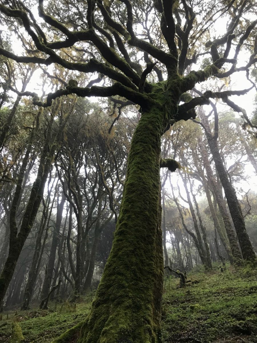 Este es el bosque más antiguo de Oaxaca y uno de los más bonitos de México con árboles casi tan viejos como los dinosaurios