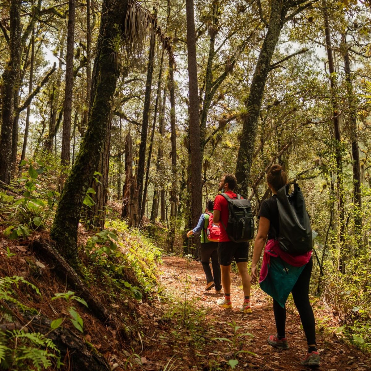 Bosque mesófilo Ixtlán de Juárez