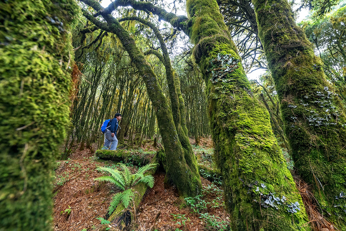 Bosque mesófilo Ixtlán de Juárez
