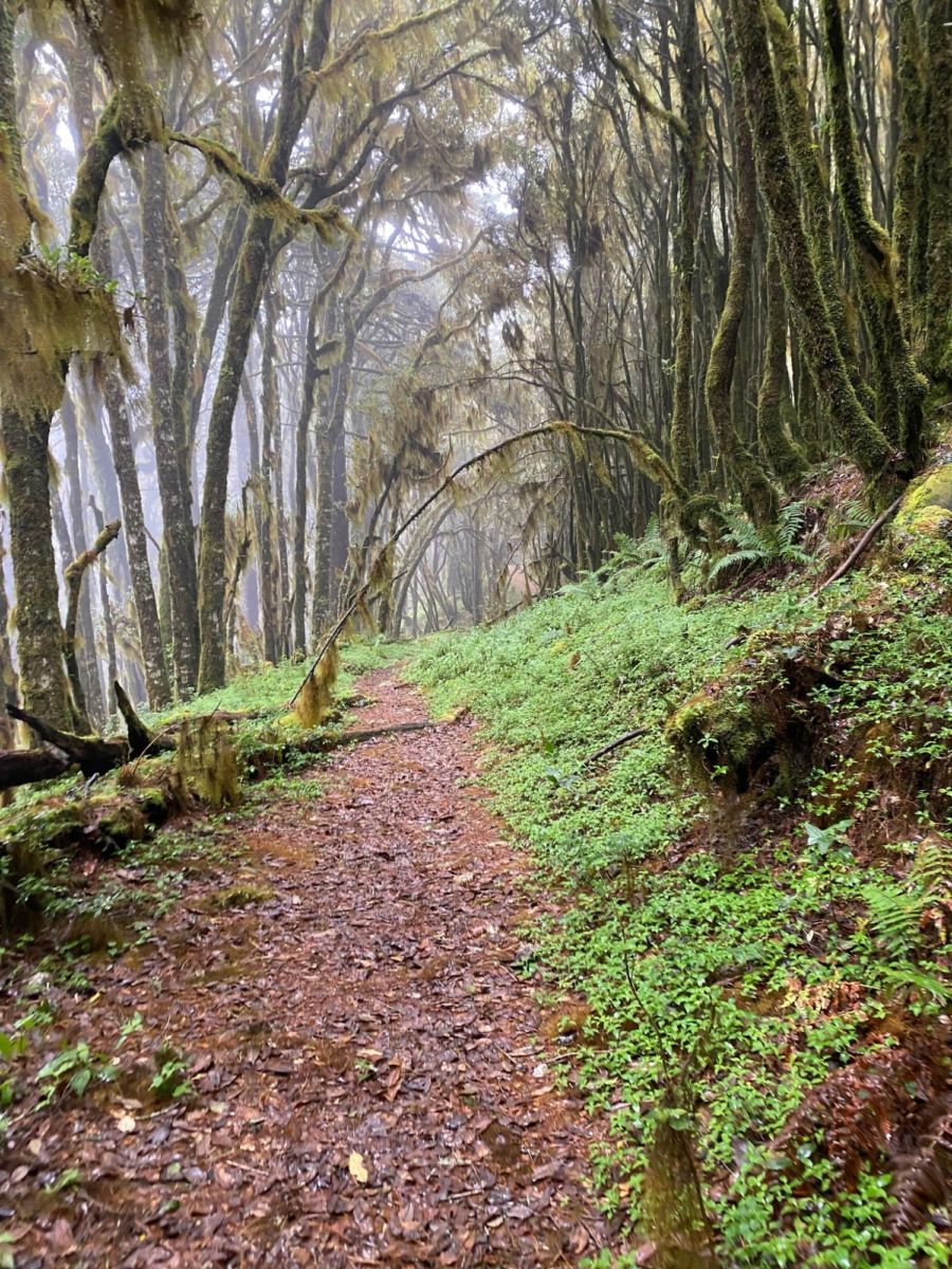 Bosque mesófilo Ixtlán de Juárez