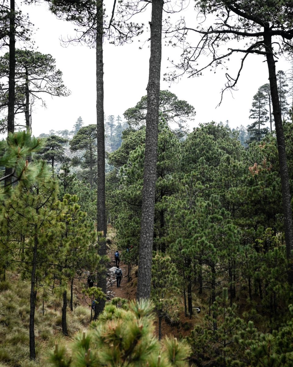 Bosque Otomí, en el Estado de México