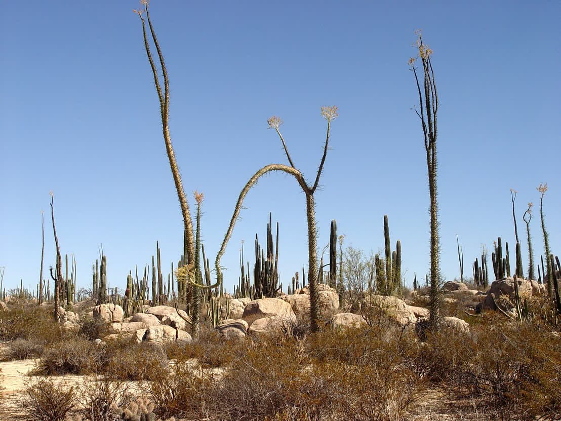 Valle de los Cirios, Baja California 