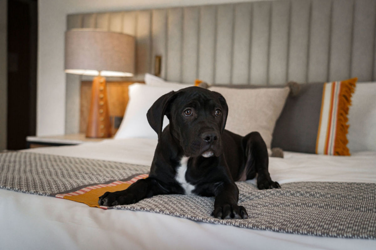 Hoteles ‘pet friendly’ en San Miguel de Allende que tienen áreas exclusivas para consentir a tu perrito durante tu estancia 