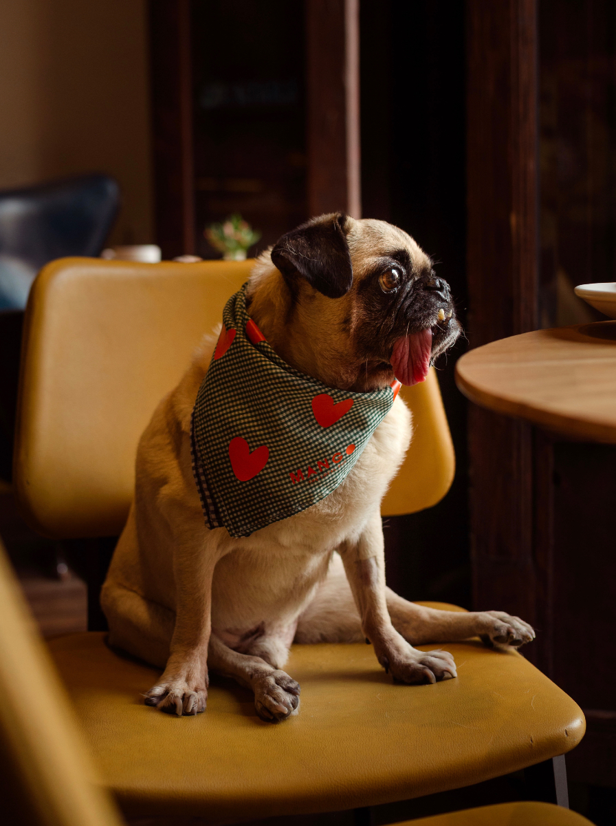 Hoteles pet friendly en San Miguel de Allende 