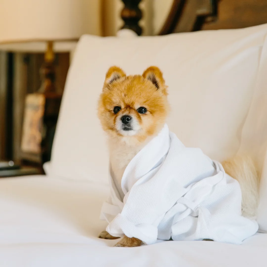 alojamiento para mascotas 