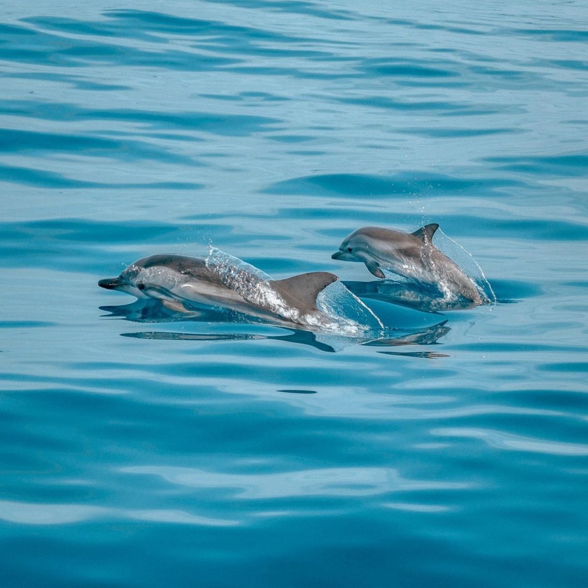 Delfines en Isla Aguada 