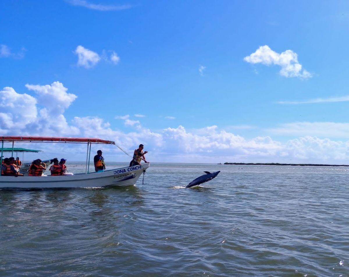 Delfines en Isla Aguada