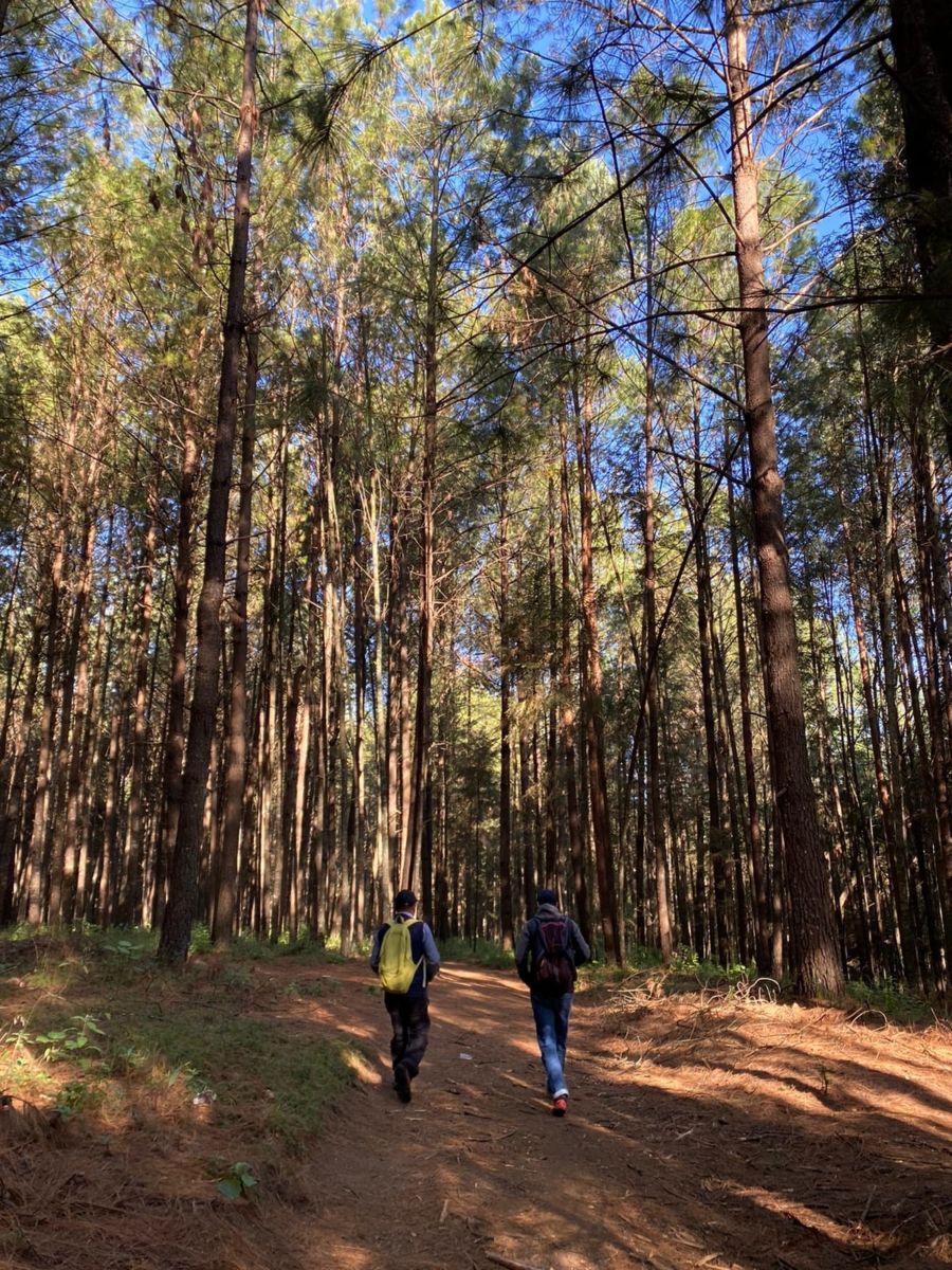 Ejido Asoleadero luciérnagas