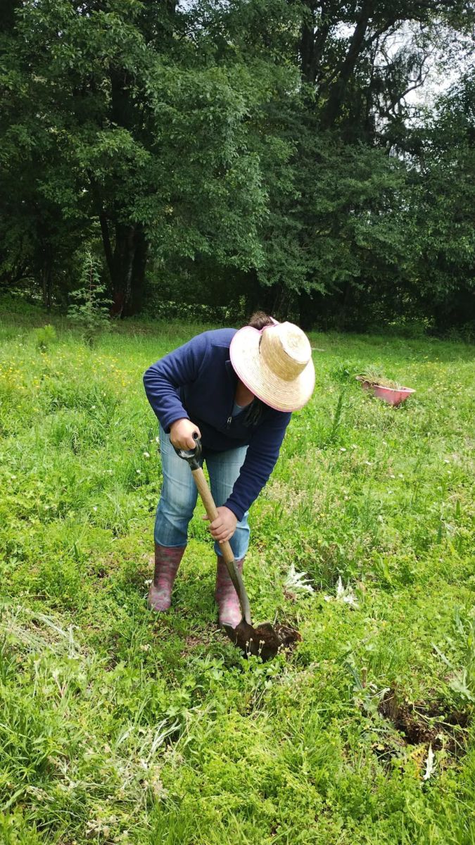 Janikua Luciérnagas