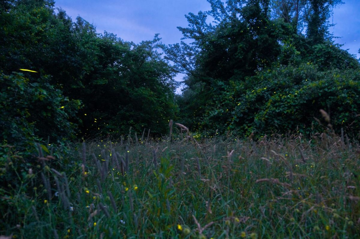 5 santuarios para ver luciérnagas en Michoacán