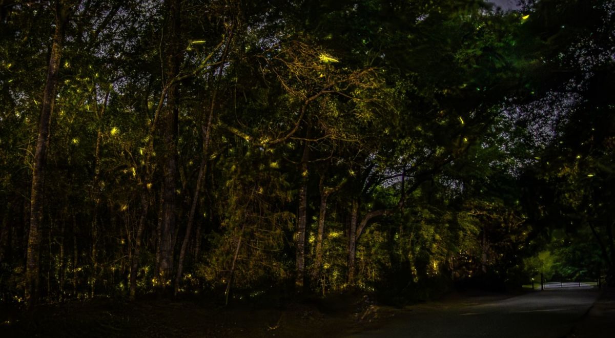 dónde ver luciérnagas en Michoacán