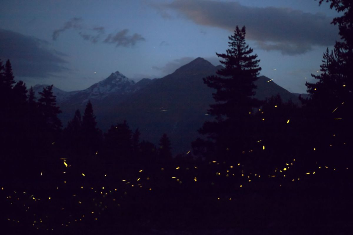 bosques de luciérnagas en Michoacán