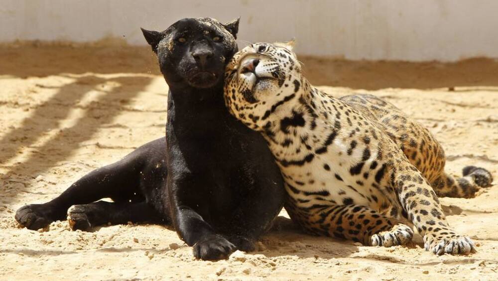 Zoológico en el Parque Museo La Venta