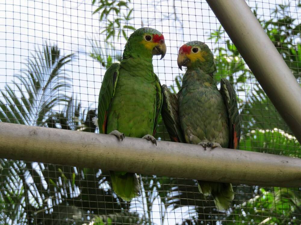 Zoológico en el Parque Museo La Venta
